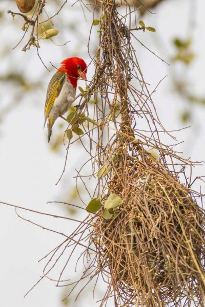 South Africa Male red-headed weaver on nest